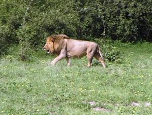 Chobe Lion